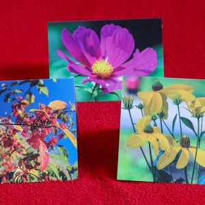 Packs of 3 Greetings cards